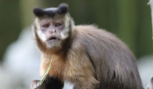 Patty the Capuchin Monkey Celebrates Milestone 35th Birthday at Alpha Genesis Primate Center