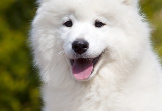 Teresa Heaver, Kabeara Samoyeds, Kabeara Kennels, Teresa Heaver Lockport, Illinois