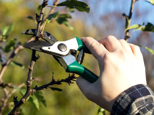 Trees Plus LTD Offers Safe and Reliable Tree Removal in Marietta