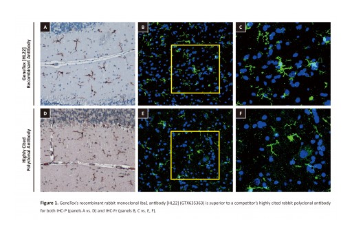 GeneTex Introduces Recombinant Monoclonal Iba1 Antibody for Immunohistochemistry in Frozen Samples