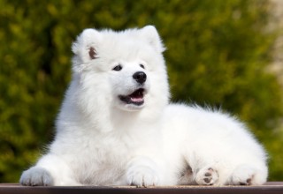 Teresa Heaver, Kabeara Samoyeds, Kabeara Kennels, Teresa Heaver Lockport, Illinois