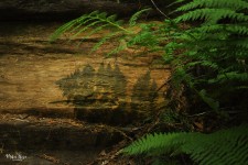 Fern Shadows