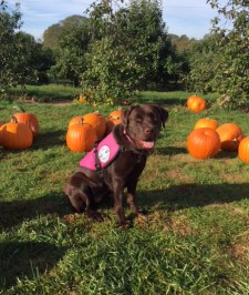 Samba, a SDWR Diabetic Alert Service Dog, was delivered to an 11-year-old girl in Groton, Ct