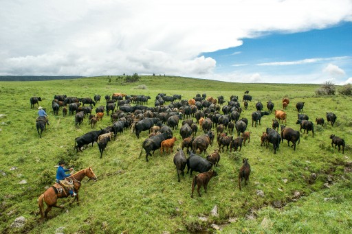 RanchMeat Offers Innovative New Way to Connect Cattle Ranchers With Consumers