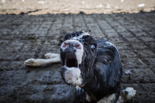 Noticia De Último Momento: Investigadores De Igualdad Animal Revelan Fuertes Imágenes Nunca Antes Vistas De La Cruel Industria Lechera De México