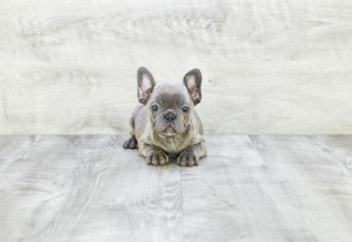 French Bulldog Puppy