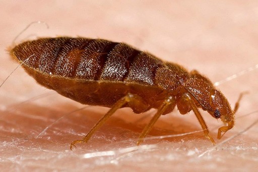 Nixalite of America Inc. Offers Tips on Avoiding Bedbugs While Traveling