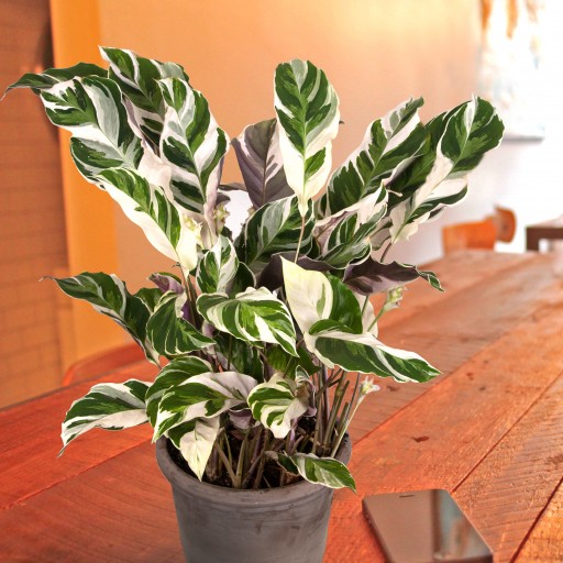 Logees.com Offers Easy-to-Grow Houseplants