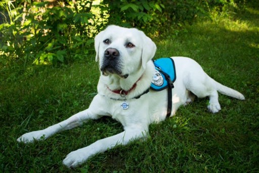 Service Dogs by Warren Retrievers Delivers Diabetic Alert Dog to Foxfield, CO