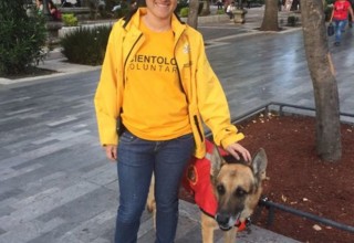 Zeus, the Los Topos search and rescue dog that rescued three people from the rubble of the Mexico earthquake