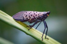 Spotted Lanternfly