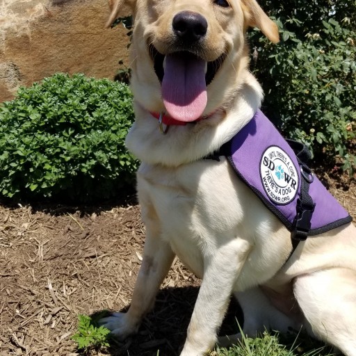 Service Dogs by Warren Retrievers Delivers Diabetic Alert Dog to Young Girl in Daingerfield, TX