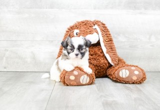 Teddy Bear Puppy