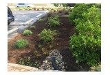 Completed Rain Garden