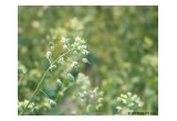 Camelina Plants in Bloom