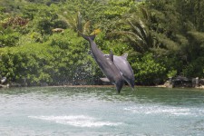 Dolphin Cove - Ochos Rios