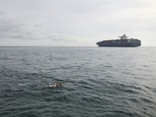 Abigail Bergman swimming across the English Channel