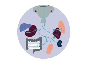 Vagus Nerve Illustration