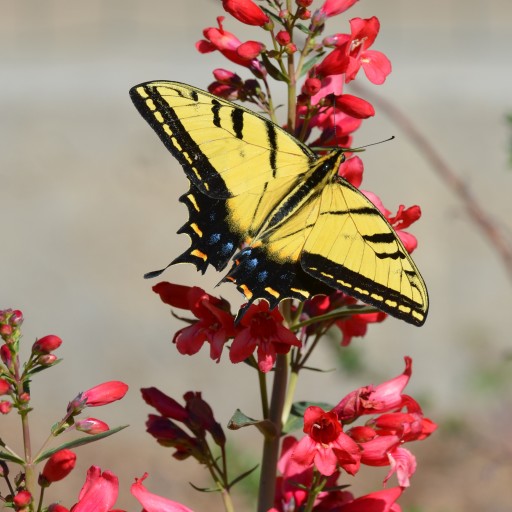 Garden Experts Say Fall is the Best Time to Plant