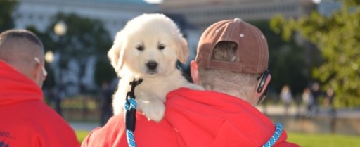 Volunteer Puppy Raisers Needed