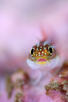 Blenny by Will Clark