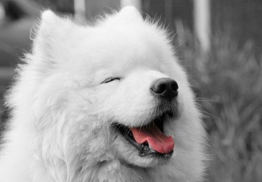 Kabeara Kennels and the Samoyed Breed