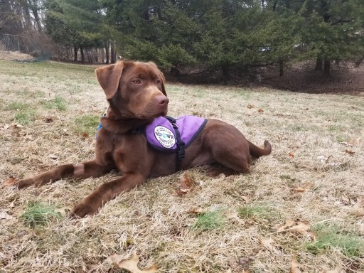 Lifesaving Seizure Response Service Dog Delivered to 32-Year-Old Man in Newark, Delaware