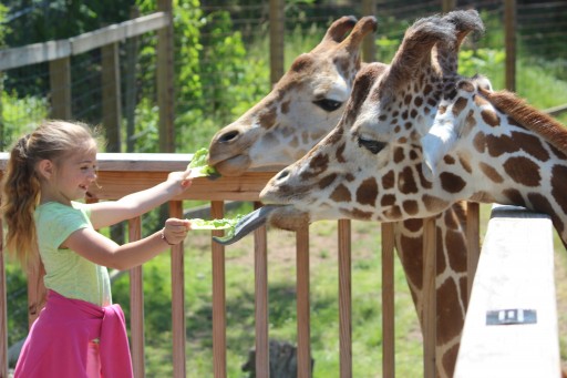 Zoo Becomes First to Earn Certified Autism Center Designation