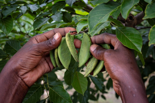 PHYLA Announces a Series of International Collaborations With the University of Bradford and UPM and a Significant Government-Supported Land Regeneration Project in the Gambia