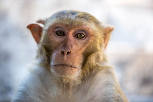 Primate Research Firm Explores Blockchain Technology