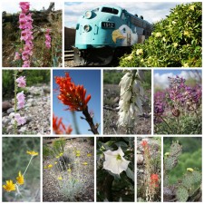 Spring in Bloom at Verde Canyon Railroad