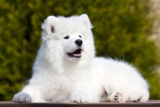 Teresa Heaver, Kabeara Samoyeds, Kabeara Kennels, Teresa Heaver Lockport, Illinois