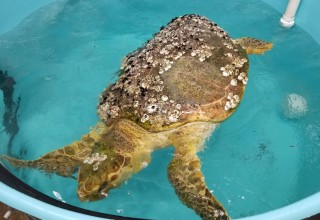 Loggerhead Turtle