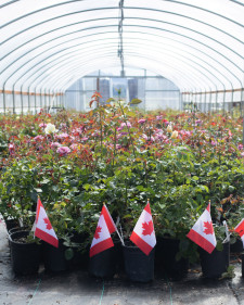 Heirloom Roses Greenhouse with Flags