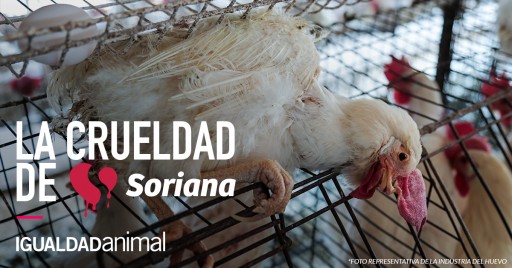Activists Demand Soriana Make Animal Welfare Improvements