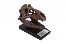 The Nation's T-Rex Skull Replica Statue