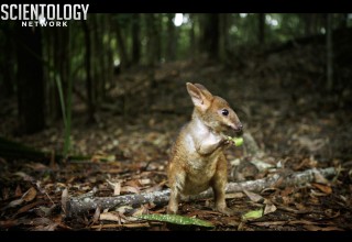 Tiny marsupials