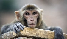 AGI Rhesus Macaque