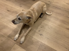 Dog-Friendly Vinyl Plank Flooring