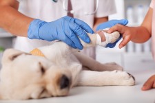 Vet Tech Caring for Injured Puppy