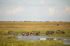 Biodiversity and conservation in Africa