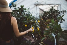 Picking lemons