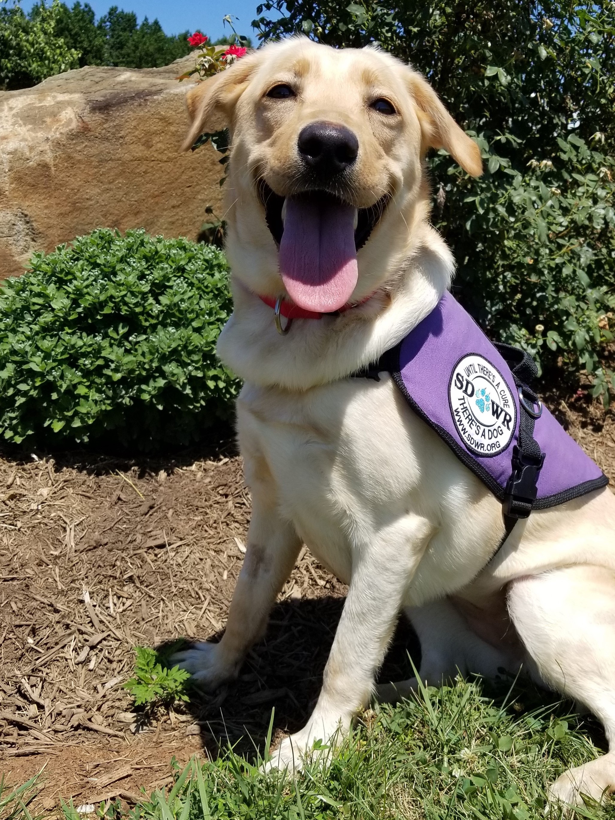 Diabetic alert service store dog