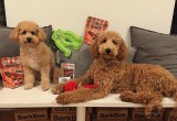 Museum Hack & BarkBox present BarkTrivia 