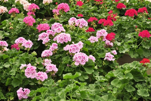 GardenSeedsMarket on Taking Care of Geraniums