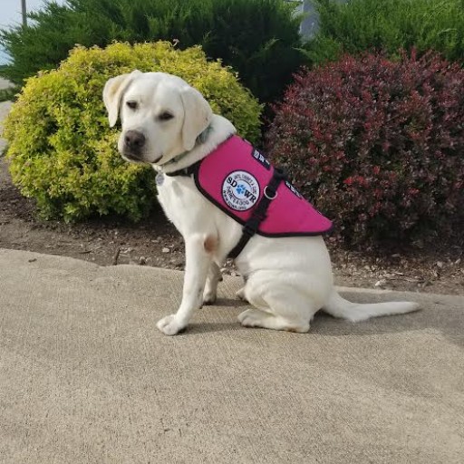 Service Dogs by Warren Retrievers Delivers Diabetic Alert  Service Dog to Child in Suisun City, CA