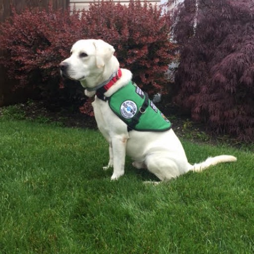 Service Dogs by Warren Retrievers Delivers Diabetic Alert  Service Dog to Little Girl in Manahawkin, Nj