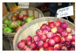 BUSHELS OF JULIAN APPLES