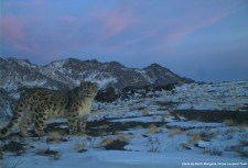 snow leopard in Tost