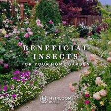 Beneficial Insects